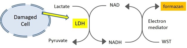 CTL活性检测